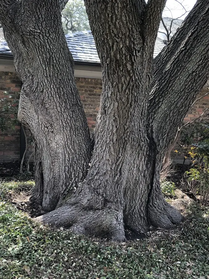 Mature heritage tree close to a Kobuk property cared for by certified arborists